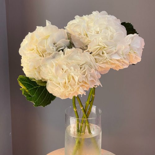 Гортензия белая